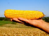 Iowa Corn 2013